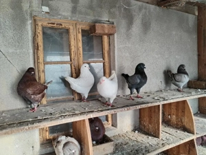 Porumbei rasa KING - imagine 5