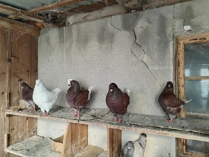 Porumbei rasa KING - imagine 4