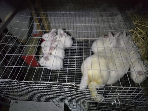 Iepuri carne Alb Pannon si Hycole francez - imagine 3