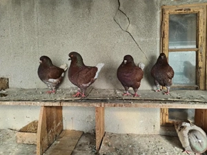 Porumbei rasa KING - imagine 2