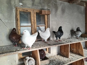 Porumbei rasa KING - imagine 3