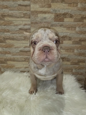 Buldog francez - imagine 2