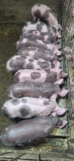 Purcei pietrean belgian  - imagine 2