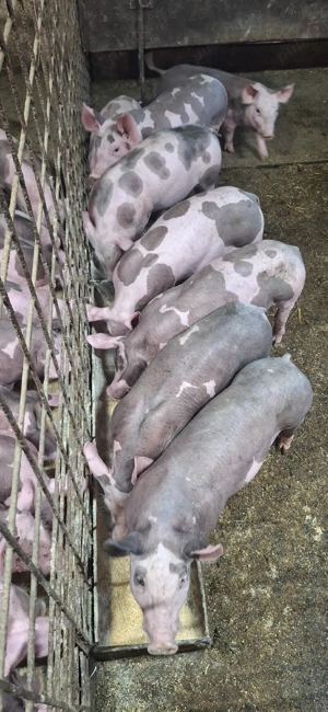 Purcei pietrean belgian  - imagine 3