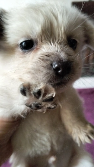 Fulg , pentru adopție responsabilă .