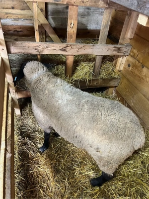 mieluta metis texel  berbec suffolk - imagine 3