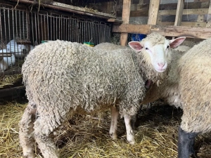 mieluta metis texel  berbec suffolk - imagine 2