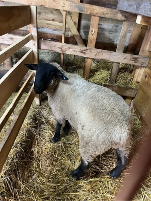 mieluta metis texel  berbec suffolk