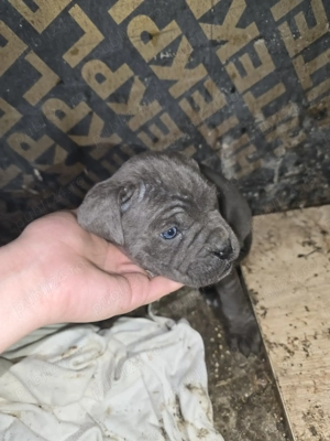 Pui cane corso rasa pura