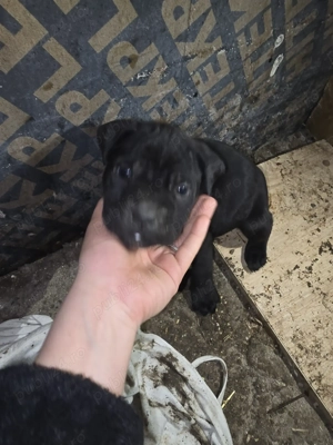 Pui cane corso rasa pura - imagine 3