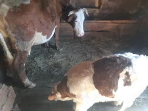 Vaca de vanzare - imagine 3