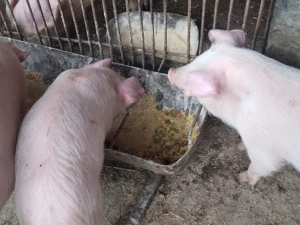 cauta alta casapurcel si purcica - imagine 4