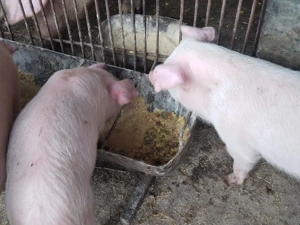 cauta alta casapurcel si purcica - imagine 2