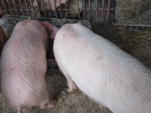 cauta alta casapurcel si purcica - imagine 3