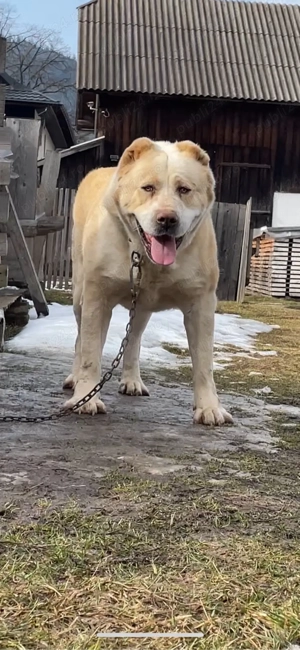 ciobanesc de asia centrala