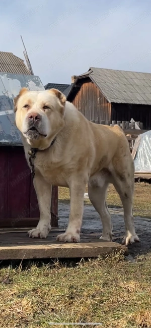 ciobanesc de asia centrala