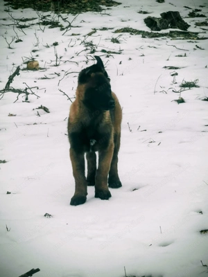 Ciobănesc belgian malinoise  - imagine 4