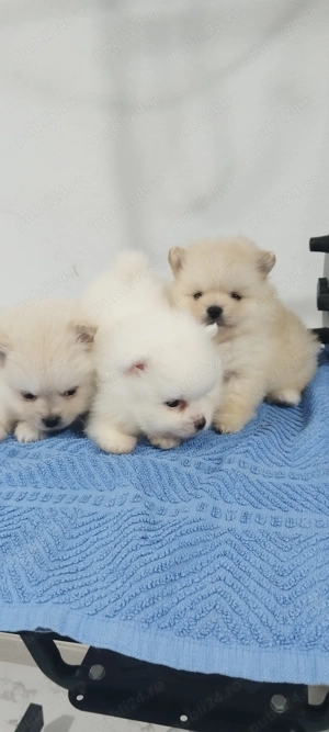 Pui pomeranian