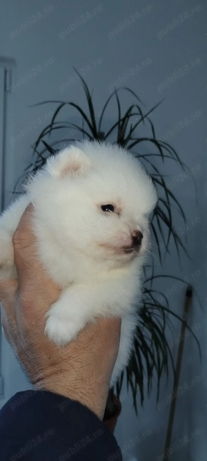 Pui pomeranian - imagine 2
