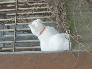 Pisică albă, cu zgardă cu clopoțel la gât, posibil pierdută - imagine 3