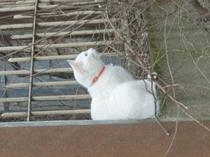 Pisică albă, cu zgardă cu clopoțel la gât, posibil pierdută - imagine 2