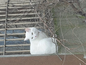 Pisică albă, cu zgardă cu clopoțel la gât, posibil pierdută