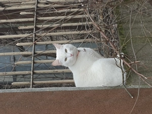 Pisică albă, cu zgardă cu clopoțel la gât, posibil pierdută - imagine 4