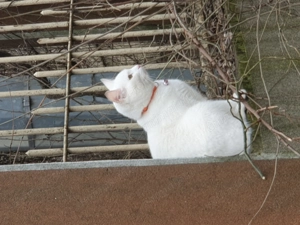 Pisică albă, cu zgardă cu clopoțel la gât, posibil pierdută - imagine 5