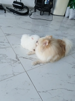 Pui pomeranian - imagine 3