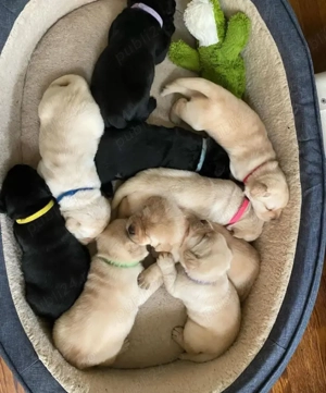 Cumpărați-vă puii drăguți de labrador - imagine 4