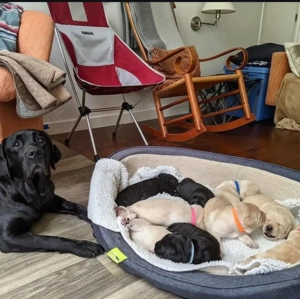 Cumpărați-vă puii drăguți de labrador - imagine 2