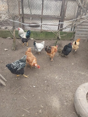 gaini si cocoși de vanzare  80 bucata      