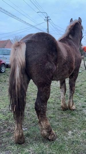 Vand manz sau schimb cu vaca  - imagine 5