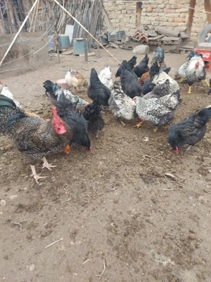 gaini si cocoși de vanzare  80 bucata       - imagine 3