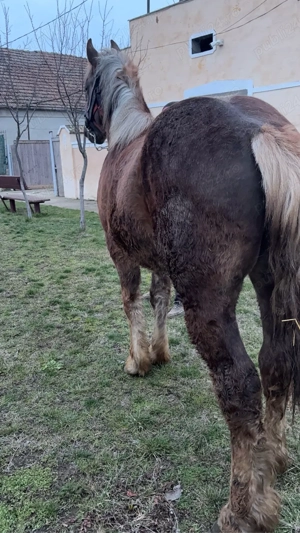 Vand manz sau schimb cu vaca  - imagine 3