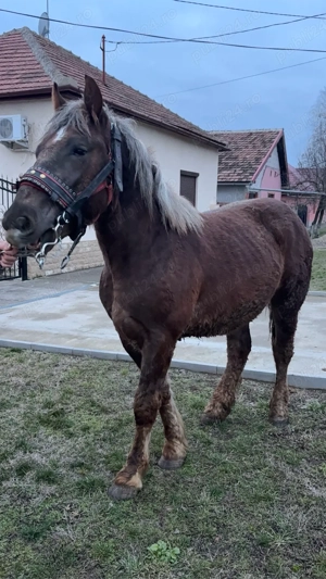 Vand manz sau schimb cu vaca  - imagine 4