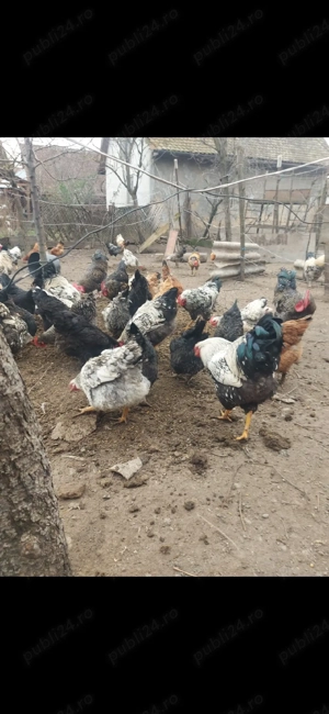 gaini si cocoși de vanzare  80 bucata       - imagine 5