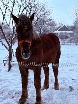 Vand manz sau schimb cu vaca  - imagine 2