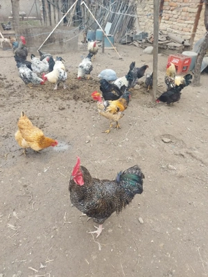 gaini si cocoși de vanzare  80 bucata       - imagine 4