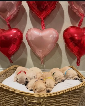 Pui de golden retriever drăguți și sănătoși  - imagine 2