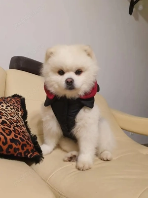 Pui pomeranian - imagine 4
