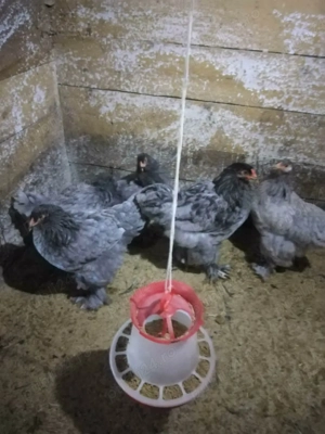 Van 2 familii de brahma albastru și brahma - imagine 2