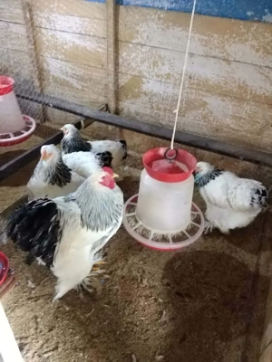 Van 2 familii de brahma albastru și brahma - imagine 5