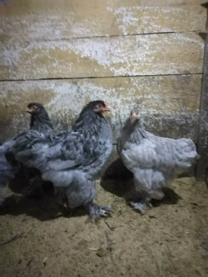 Van 2 familii de brahma albastru și brahma