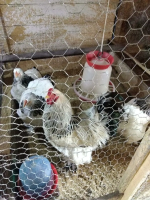 Van 2 familii de brahma albastru și brahma - imagine 4