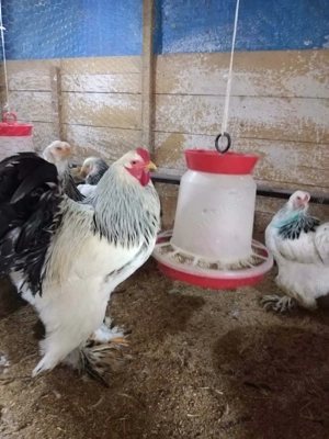 Van 2 familii de brahma albastru și brahma - imagine 3