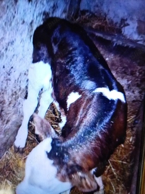 Vind vițel de rasă Bălțată românească  - imagine 3