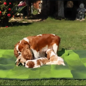 Pui frumoși de Cavalier King Charles - imagine 2