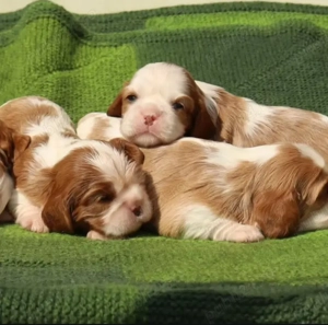 Pui frumoși de Cavalier King Charles - imagine 3