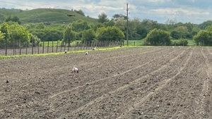 Vand recolta 2026 de lucerna si trifoi